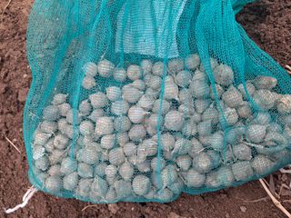 엄순모사선대농장님의 마늘 · 영농일지 작성글 사진