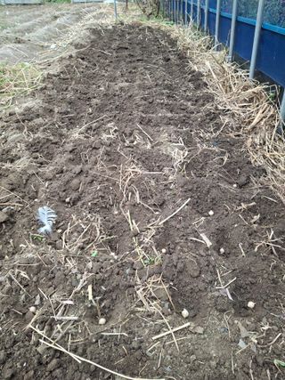 엄순모사선대농장님의 마늘 · 영농일지 작성글 사진