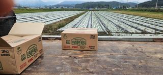 구춘봉님의 마늘 · 영농일지 작성글 사진