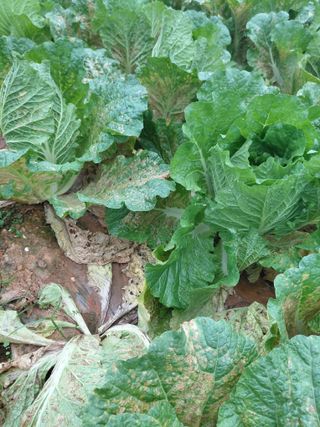 (땅끝해남)독수리봉님의 기타작물 · 영농일지 작성글 사진