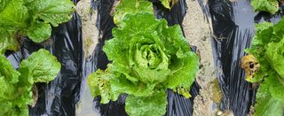 고구마15091님의 배추 · 영농일지 작성글 사진