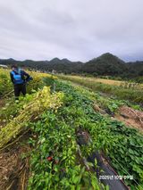 팜모닝 들깨·영농일지 게시글 이미지