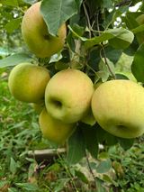 팜모닝 사과·영농일지 게시글 이미지