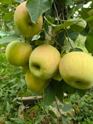 최동구님의 사과 · 영농일지 작성글 사진