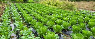 고구마15091님의 배추 · 영농일지 작성글 사진