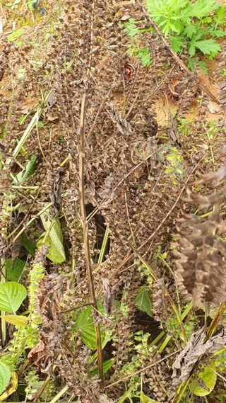 우람님의 들깨 · 영농일지 작성글 사진