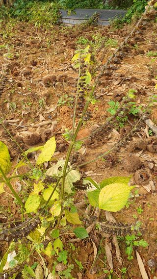 우람님의 들깨 · 영농일지 작성글 사진