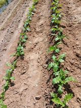 팜모닝 기타작물·영농일지 게시글 이미지