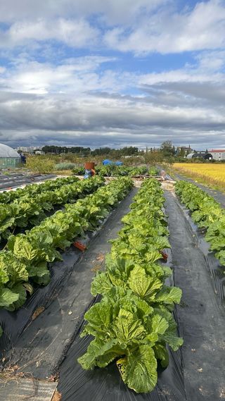 최윤호님의 배추 · 영농일지 작성글 사진