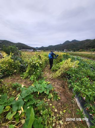 강정아님의 들깨 · 영농일지 작성글 사진