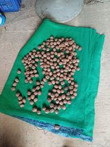 팜모닝 기타작물·영농일지 게시글 이미지