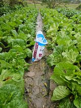 팜모닝 기타작물·영농일지 게시글 이미지