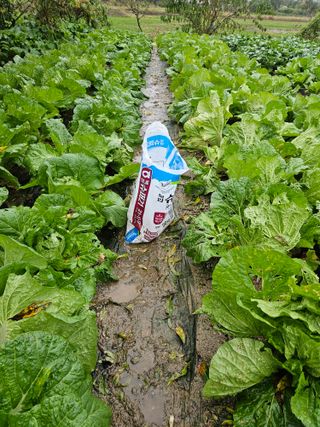 곤지암부곡농부김동천님의 기타작물 · 영농일지 작성글 사진