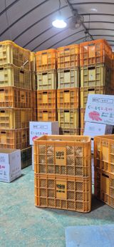 팜모닝 고구마·영농일지 게시글 이미지