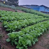 팜모닝 배추·영농일지 게시글 이미지