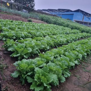 농부(양수)님의 배추 · 영농일지 작성글 사진