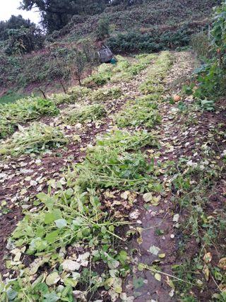 노재영님의 배추 · 영농일지 작성글 사진