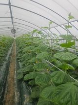 팜모닝 기타작물·영농일지 게시글 이미지