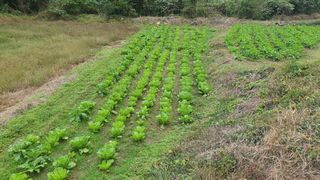 홍광희님의 기타작물 · 영농일지 작성글 사진