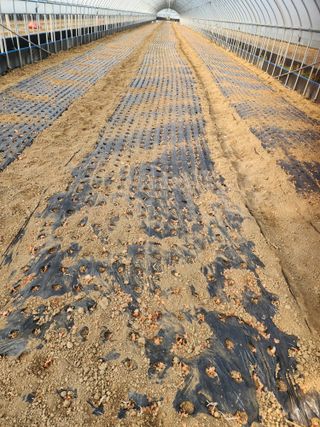 김저팔계님의 파 · 영농일지 작성글 사진