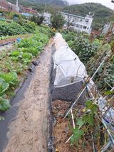 팜모닝 마늘·영농일지 게시글 이미지