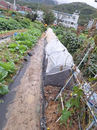 코알라님의 마늘 · 영농일지 작성글 사진