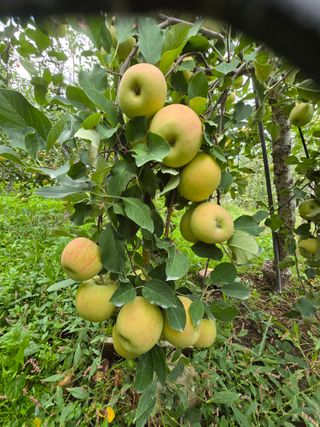 최동구님의 사과 · 영농일지 작성글 사진