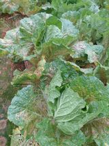 팜모닝 기타작물·영농일지 게시글 이미지