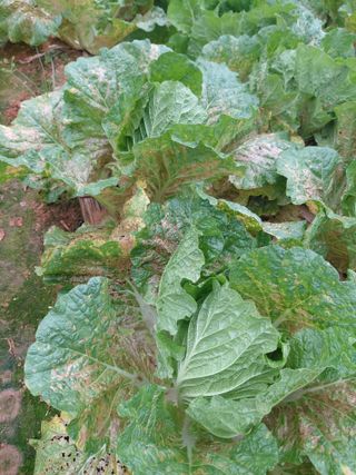 (땅끝해남)독수리봉님의 기타작물 · 영농일지 작성글 사진