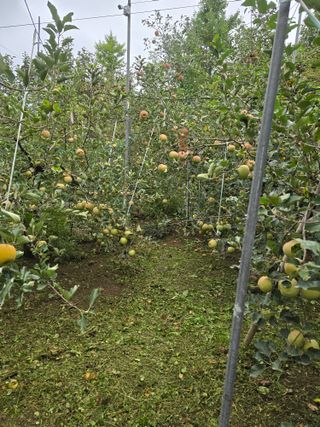 최동구님의 사과 · 영농일지 작성글 사진