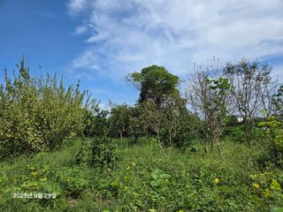 Captain김상곤님의 감 · 영농일지 작성글 사진