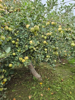 최동구님의 사과 · 영농일지 작성글 사진