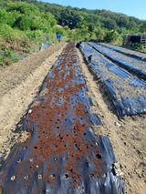 팜모닝 기타작물·영농일지 게시글 이미지