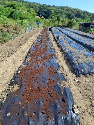 검은눈동자님의 기타작물 · 영농일지 작성글 사진