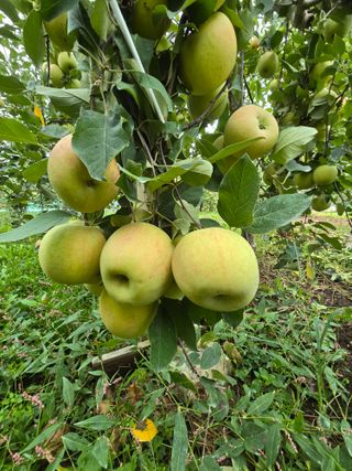 최동구님의 사과 · 영농일지 작성글 사진