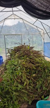 팜모닝 들깨·영농일지 게시글 이미지