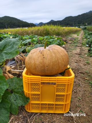강정아님의 들깨 · 영농일지 작성글 사진