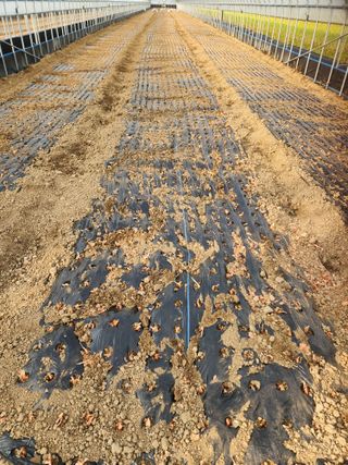 김저팔계님의 파 · 영농일지 작성글 사진