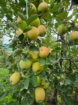 최동구님의 사과 · 영농일지 작성글 사진