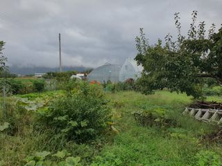 경포일출님의 기타작물 · 영농일지 작성글 사진