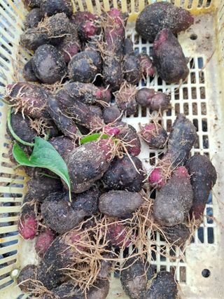 들깨 자색마 고추님의 기타작물 · 영농일지 작성글 사진