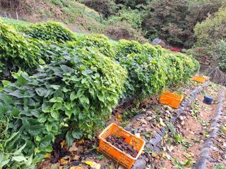 들깨 자색마 고추님의 기타작물 · 영농일지 작성글 사진
