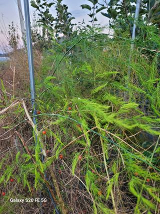 조상연님의 기타작물 · 영농일지 작성글 사진