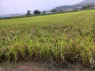 포도7969님의 벼 · 영농일지 작성글 사진