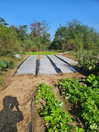 딸기11775님의 기타작물 · 영농일지 작성글 사진