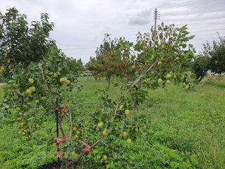 경포일출님의 기타작물 · 영농일지 작성글 사진