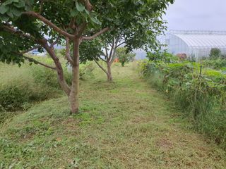 경포일출님의 기타작물 · 영농일지 작성글 사진