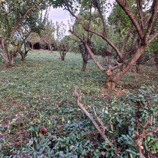 김건우님의 기타작물 · 영농일지 작성글 사진