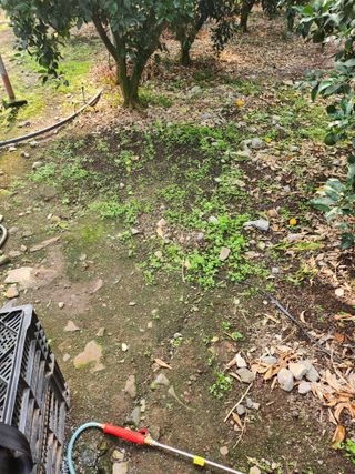 제주온님의 귤 · 영농일지 작성글 사진