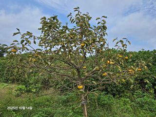 Captain김상곤님의 감 · 영농일지 작성글 사진